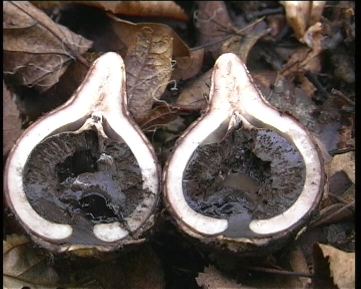Geastrum  triplex   Junghuhn